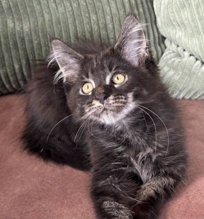 Forest Ghost Maine Coon Bub
