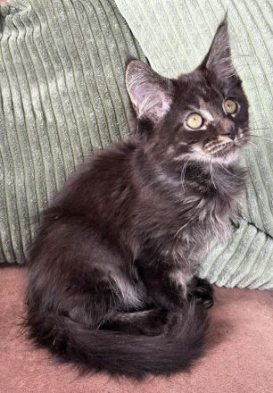 Forest Ghost Maine Coon Bub