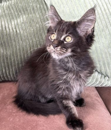 Forest Ghost Maine Coon Bub