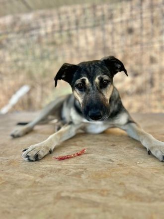 Delhi sucht ihr Für-immer-Zuhause