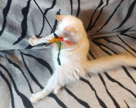 Heilige Birma Kater abgabebereit Creme tabby Point 20 Wochen