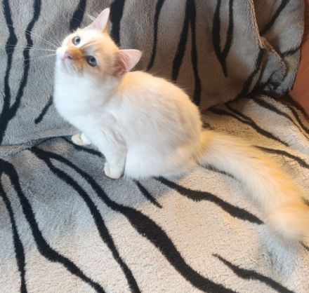 Heilige Birma Kater abgabebereit Creme tabby Point 20 Wochen