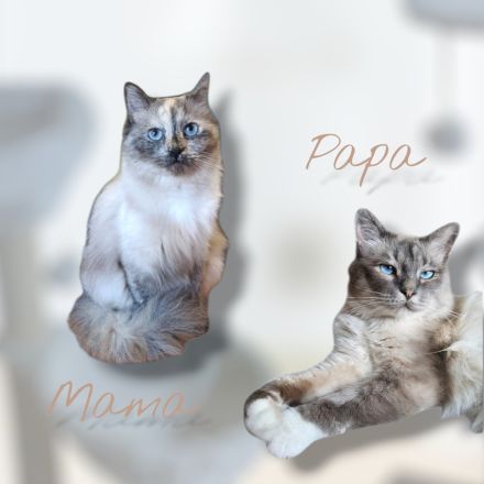 Heilige Birma Kater abgabebereit Creme tabby Point 20 Wochen