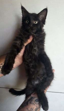Sibirische Katze Neva Masquarade +Maine Coon Kitten