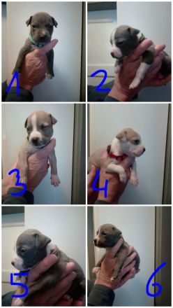 American Staffordshire Terrier Welpen