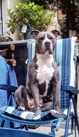 American Staffordshire Terrier Welpen