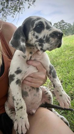 🐾 WUNDERSCHÖNE DEUTSCHE DOGGEN-WELPEN – LIEBEVOLLES ZUHAUSE GESUCHT 🐾