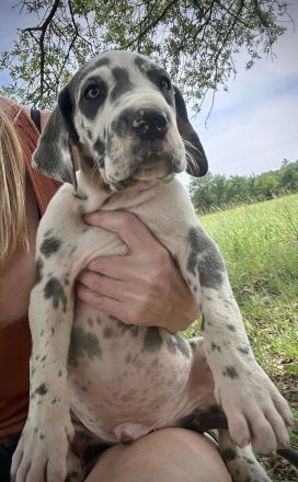 🐾 WUNDERSCHÖNE DEUTSCHE DOGGEN-WELPEN – LIEBEVOLLES ZUHAUSE GESUCHT 🐾