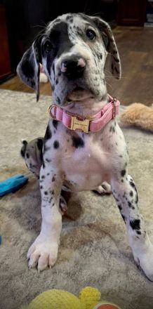 🐾 WUNDERSCHÖNE DEUTSCHE DOGGEN-WELPEN – LIEBEVOLLES ZUHAUSE GESUCHT 🐾