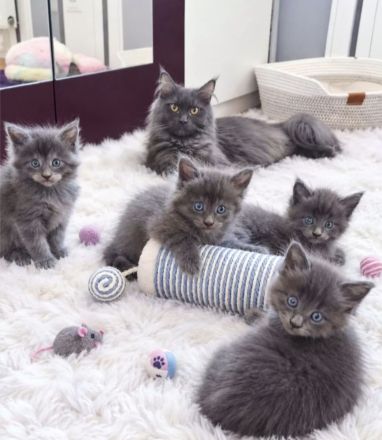 Main Coon kitten
