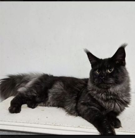 Main Coon kitten