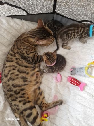 Bengal Kitten