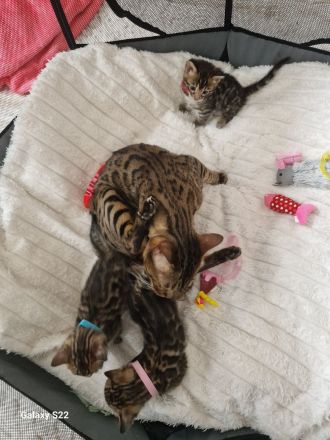 Bengal Kitten