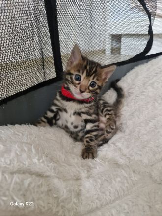 Bengal Kitten