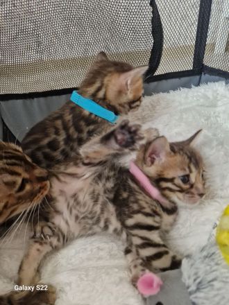 Bengal Kitten