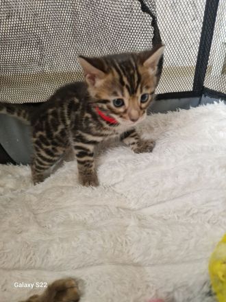 Bengal Kitten