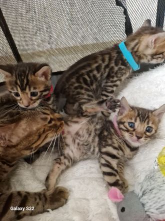Bengal Kitten