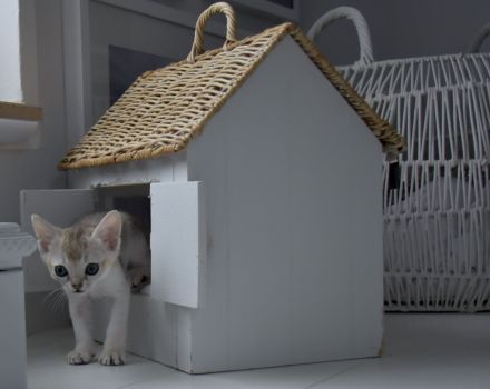Singapura Kitten reinrassig in liebevolle Hände zu verkaufen