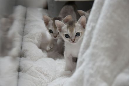 Singapura Kitten reinrassig zu verkaufen