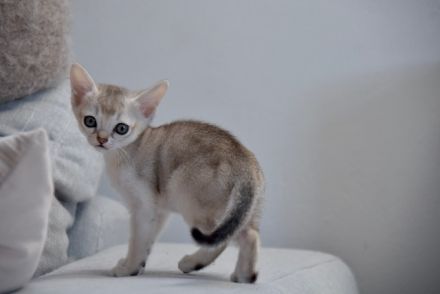 Singapura Kitten reinrassig in liebevolle Hände zu verkaufen