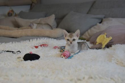 Singapura Kitten reinrassig mit sehr guten Stammbaumin liebevolle Hände zu verkaufen