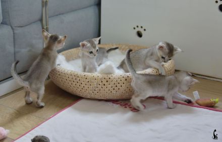 Singapura Kitten reinrassig in liebevolle Hände zu verkaufen