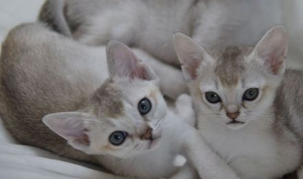 Singapura Kitten reinrassig in liebevolle Hände zu verkaufen