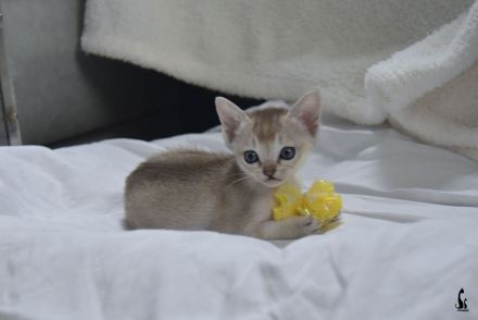 Singapura Kitten reinrassig zu verkaufen