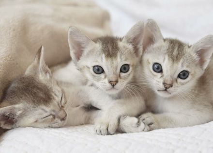 Singapura Kitten reinrassig in liebevolle Hände zu verkaufen
