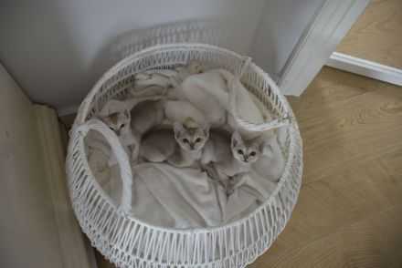 Singapura Kitten reinrassig zu verkaufen