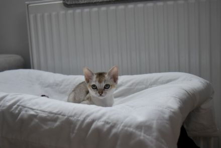 Singapura Kitten reinrassig in liebevolle Hände zu verkaufen