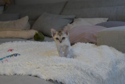 Singapura Kitten reinrassig mit sehr guten Stammbaumin liebevolle Hände zu verkaufen