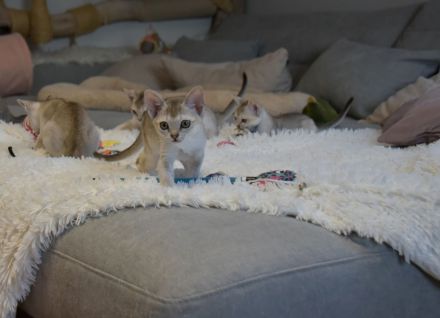 Singapura Kitten reinrassig mit sehr guten Stammbaumin liebevolle Hände zu verkaufen