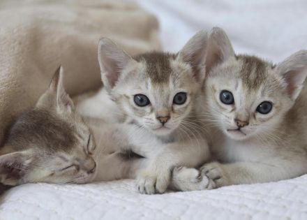 Singapura Kitten reinrassig zu verkaufen