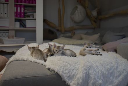 Singapura Kitten reinrassig mit sehr guten Stammbaumin liebevolle Hände zu verkaufen