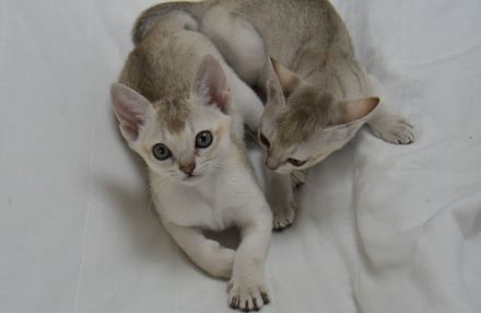 Singapura Kitten reinrassig mit sehr guten Stammbaumin liebevolle Hände zu verkaufen