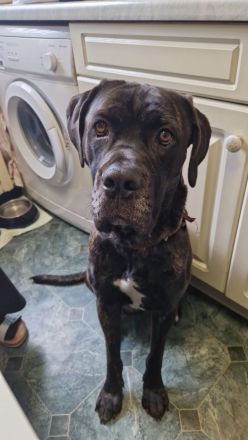 Cane Corso