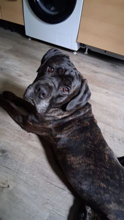 Cane Corso