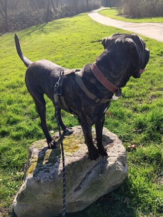 Cane Corso