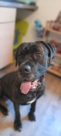 Cane Corso