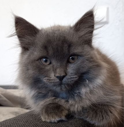 Wunderschöne BLH Kitten ab sofort
