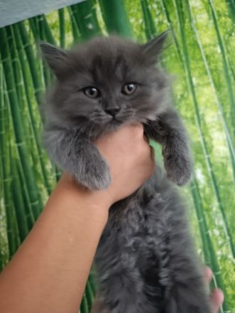 Wunderschöne BLH Kitten ab sofort