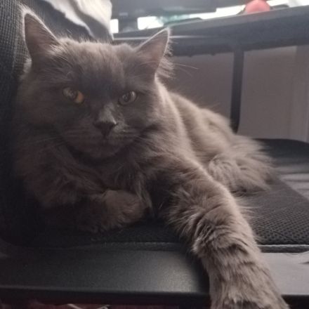 Wunderschöne BLH Kitten ab sofort