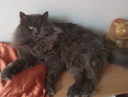 Wunderschöne BLH Kitten ab sofort