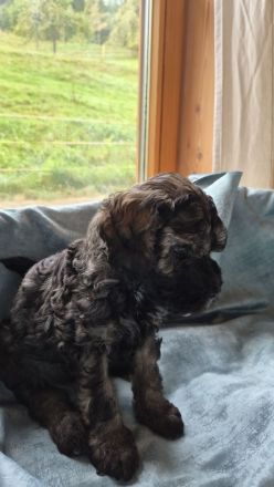 Cavapoo x Zwergpudelwelpen