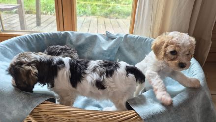 Cavapoo x Zwergpudelwelpen