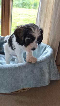 Cavapoo x Zwergpudelwelpen