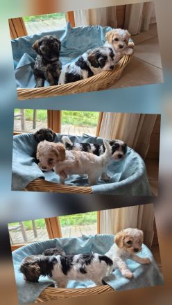 Cavapoo x Zwergpudelwelpen