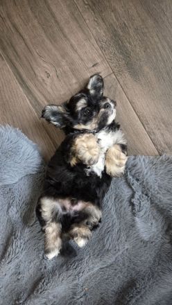 Bolonka