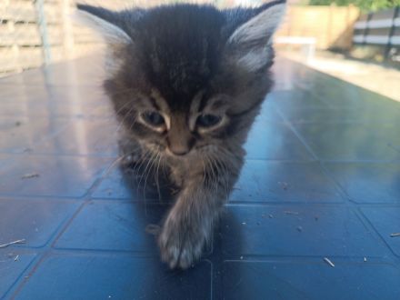 🐾 7 wunderschöne BKH-Kitten suchen ihr Zuhause
